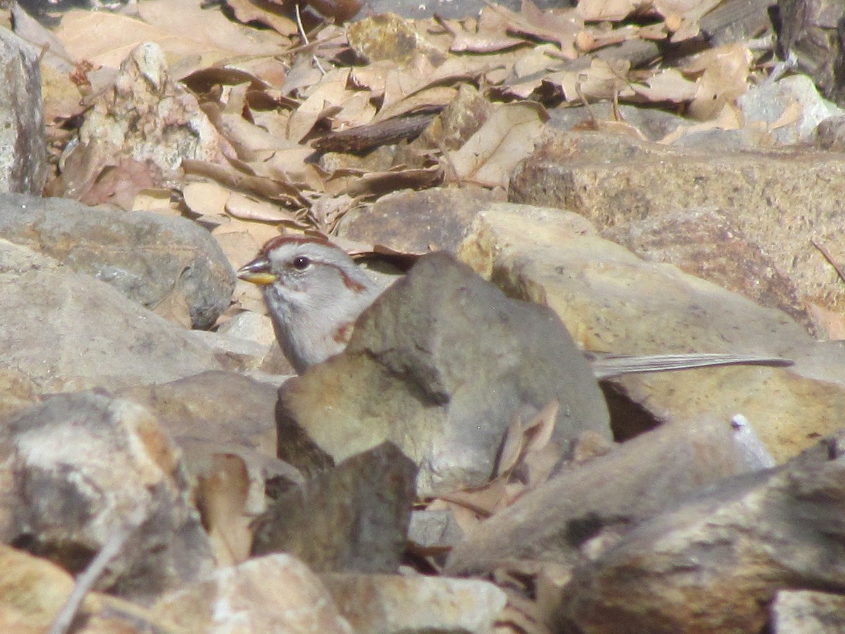 American Tree Sparrow - ML191269781