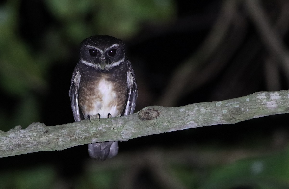 Speckled Boobook - Luke Seitz