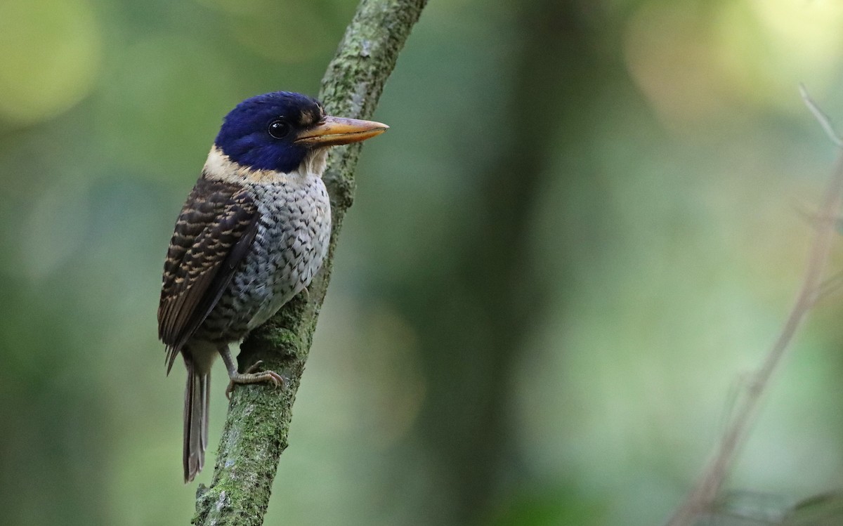 Scaly-breasted Kingfisher (Scaly-breasted) - ML191271561