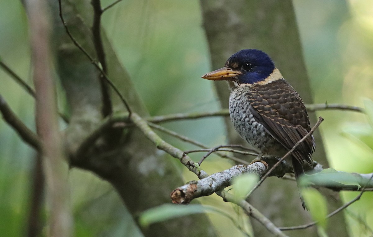 Scaly-breasted Kingfisher (Scaly-breasted) - ML191271571