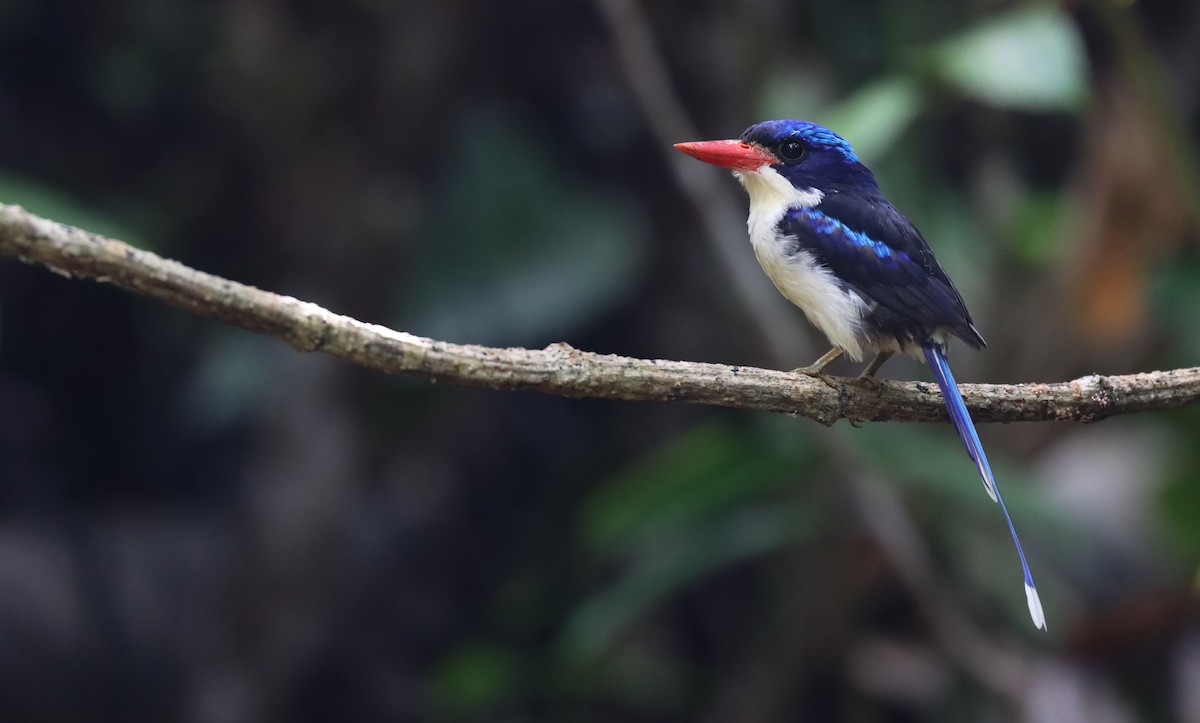 Common Paradise-Kingfisher - Luke Seitz