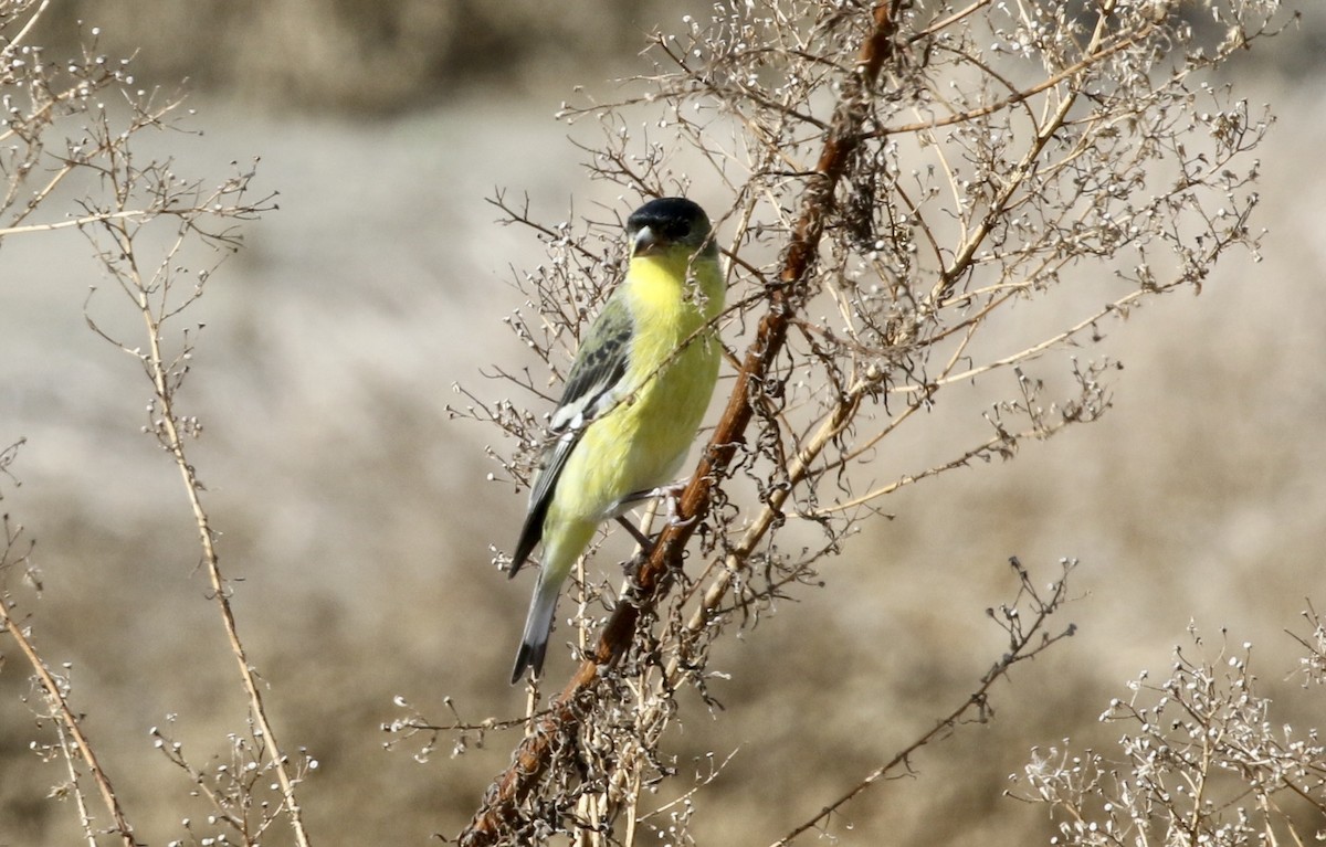 Lesser Goldfinch - ML191272341
