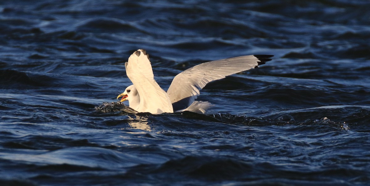 Mouette tridactyle - ML191273751