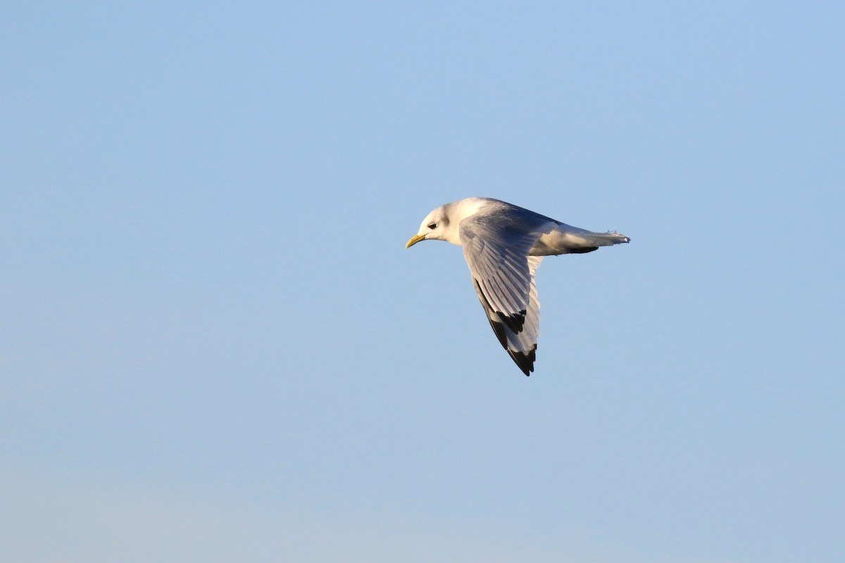 Mouette tridactyle - ML191273791