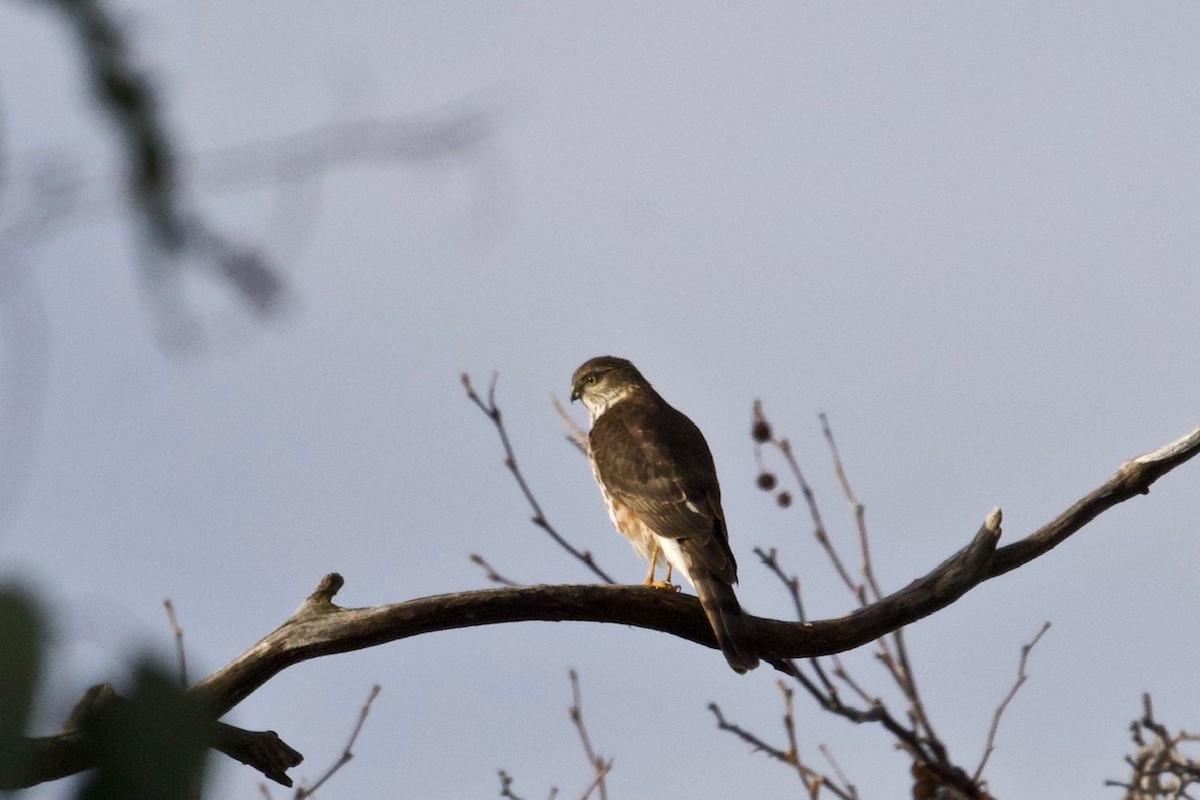 Sharp-shinned Hawk - ML191273811