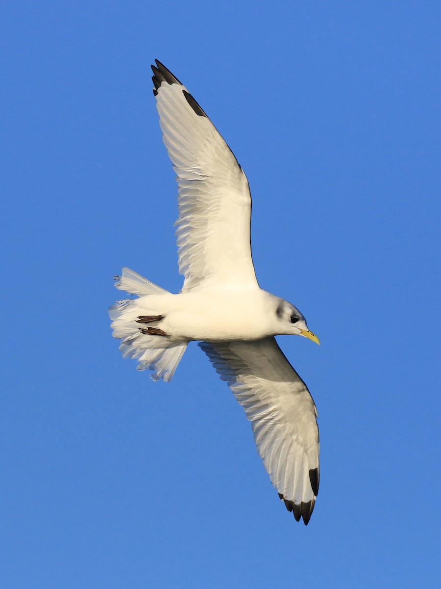 Mouette tridactyle - ML191273871