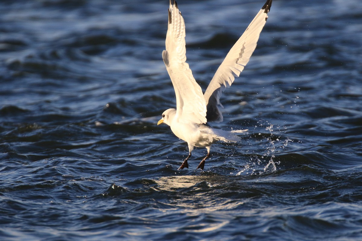 Mouette tridactyle - ML191273881