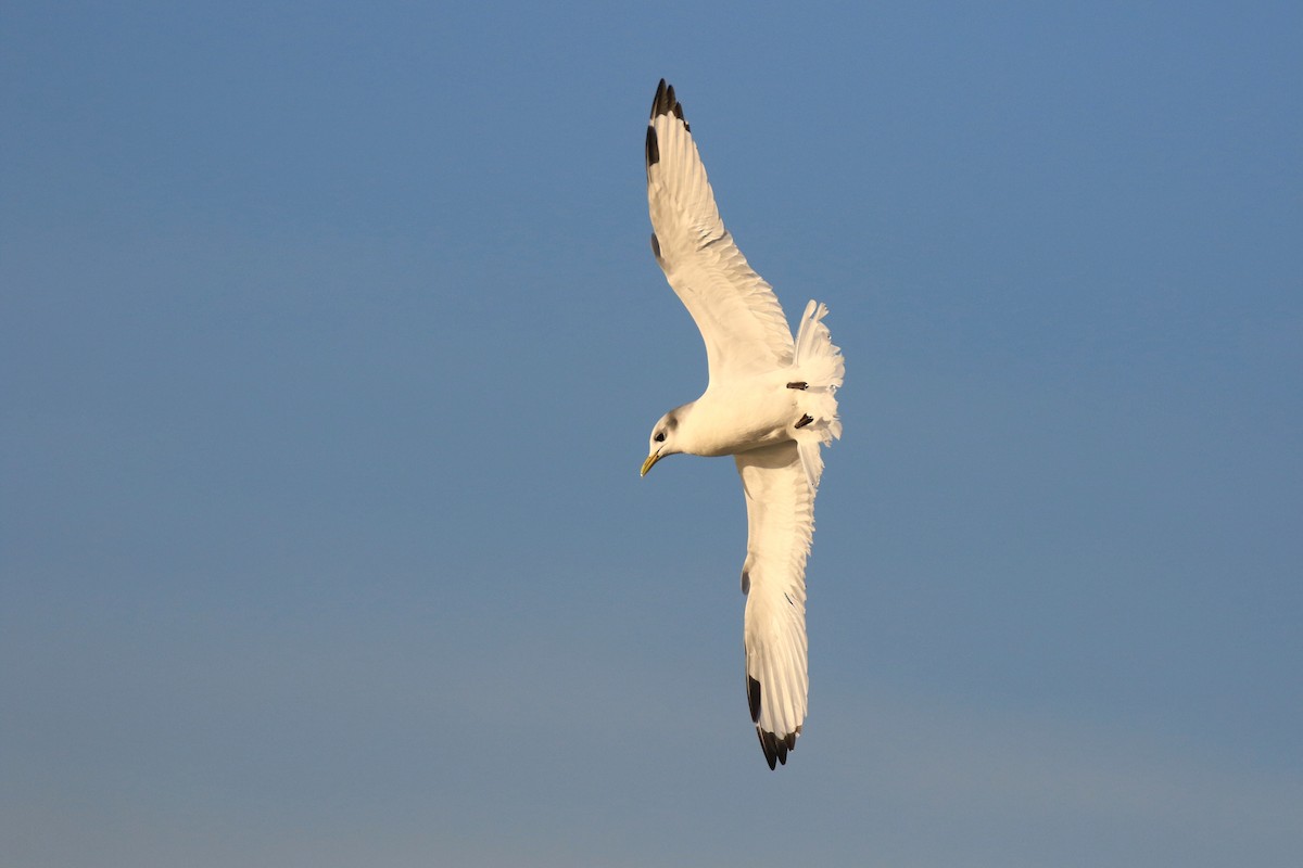 Mouette tridactyle - ML191273901