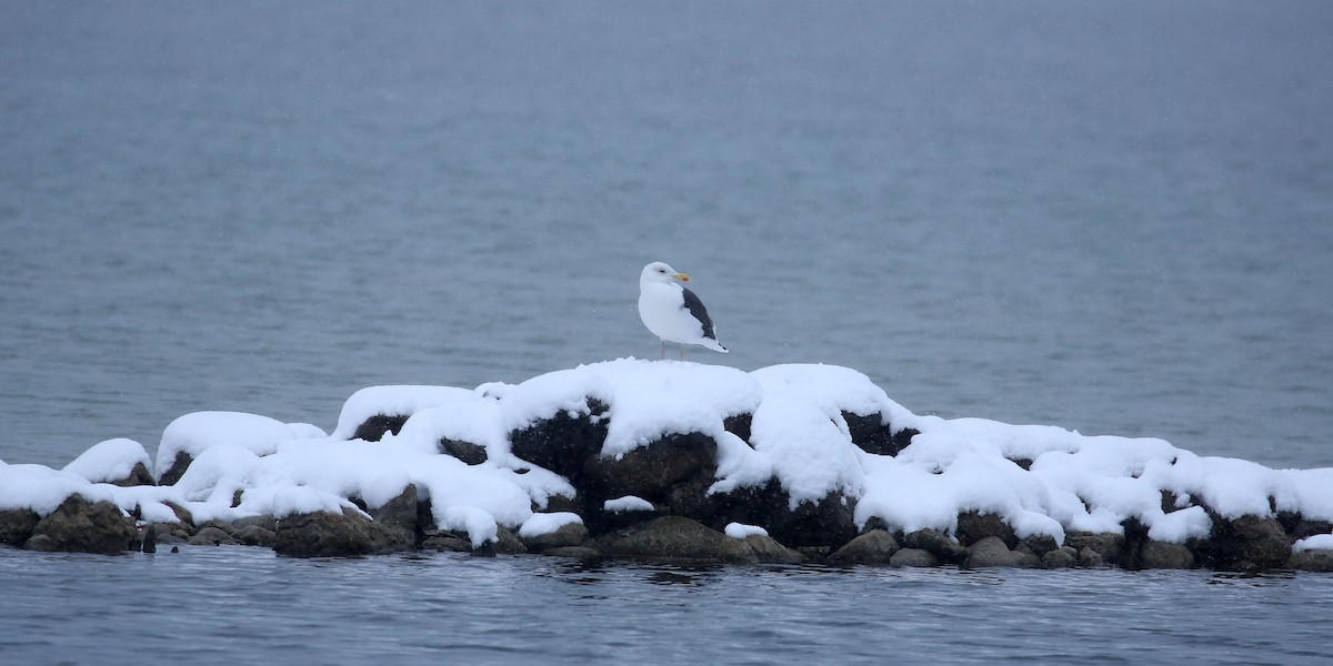 Great Black-backed Gull - Tim Lenz