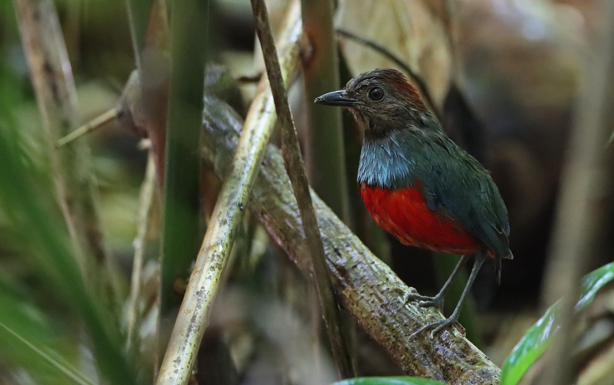 North Moluccan Pitta - Luke Seitz