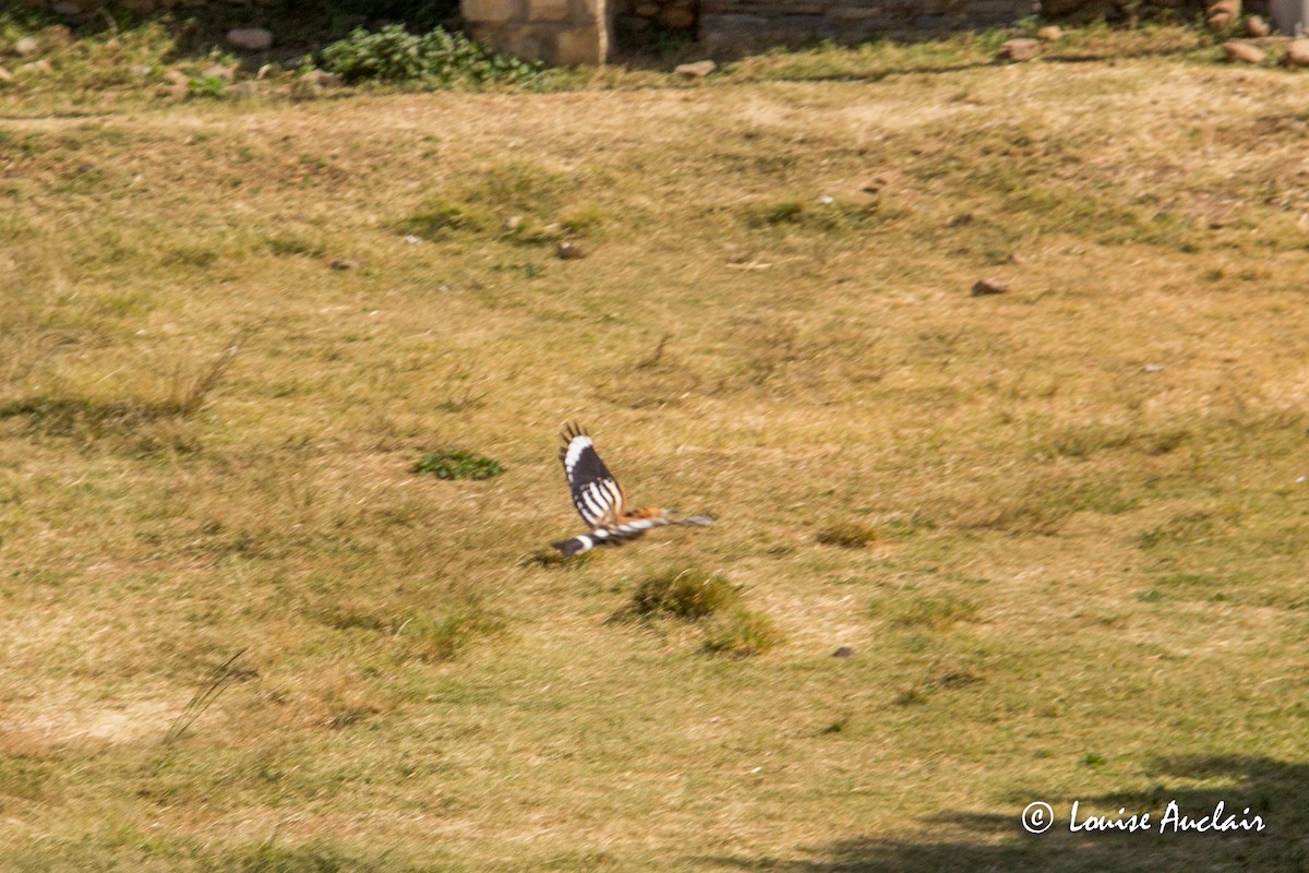 Eurasian Hoopoe - ML191277291