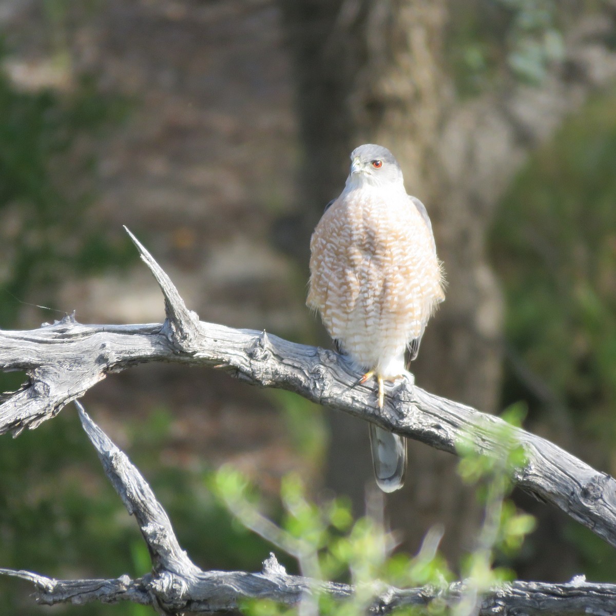 Cooper's Hawk - Kathy West