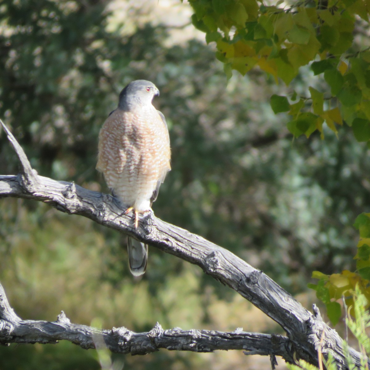 Cooper's Hawk - ML191279091