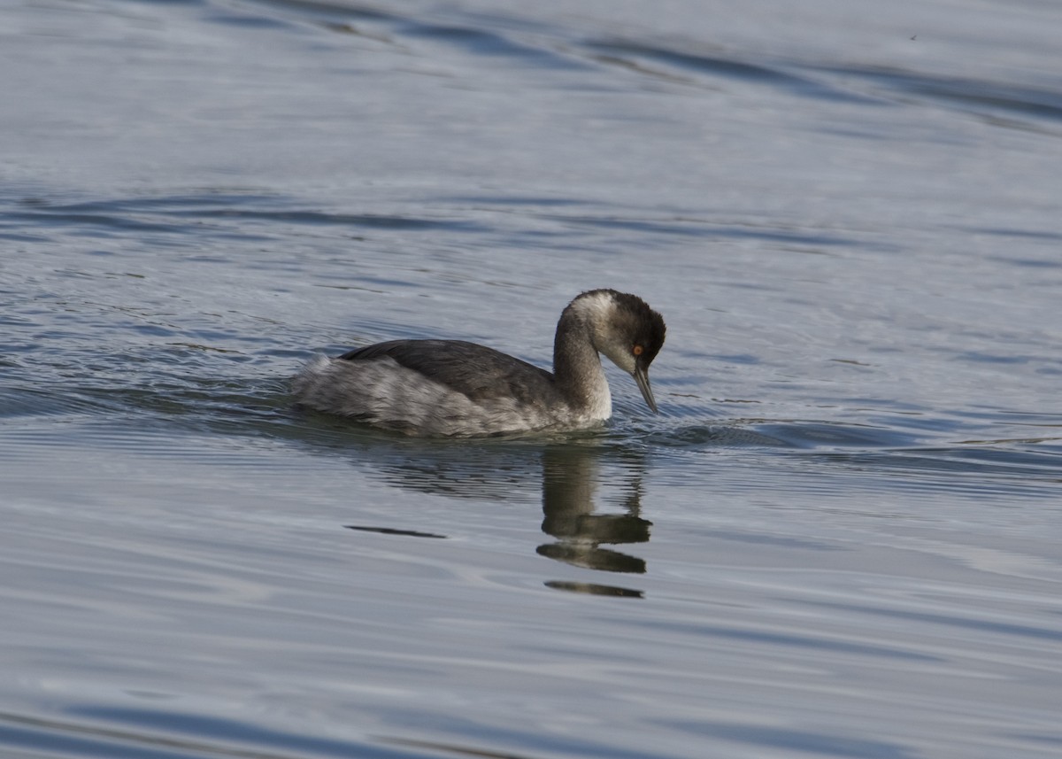 Eared Grebe - ML191280431