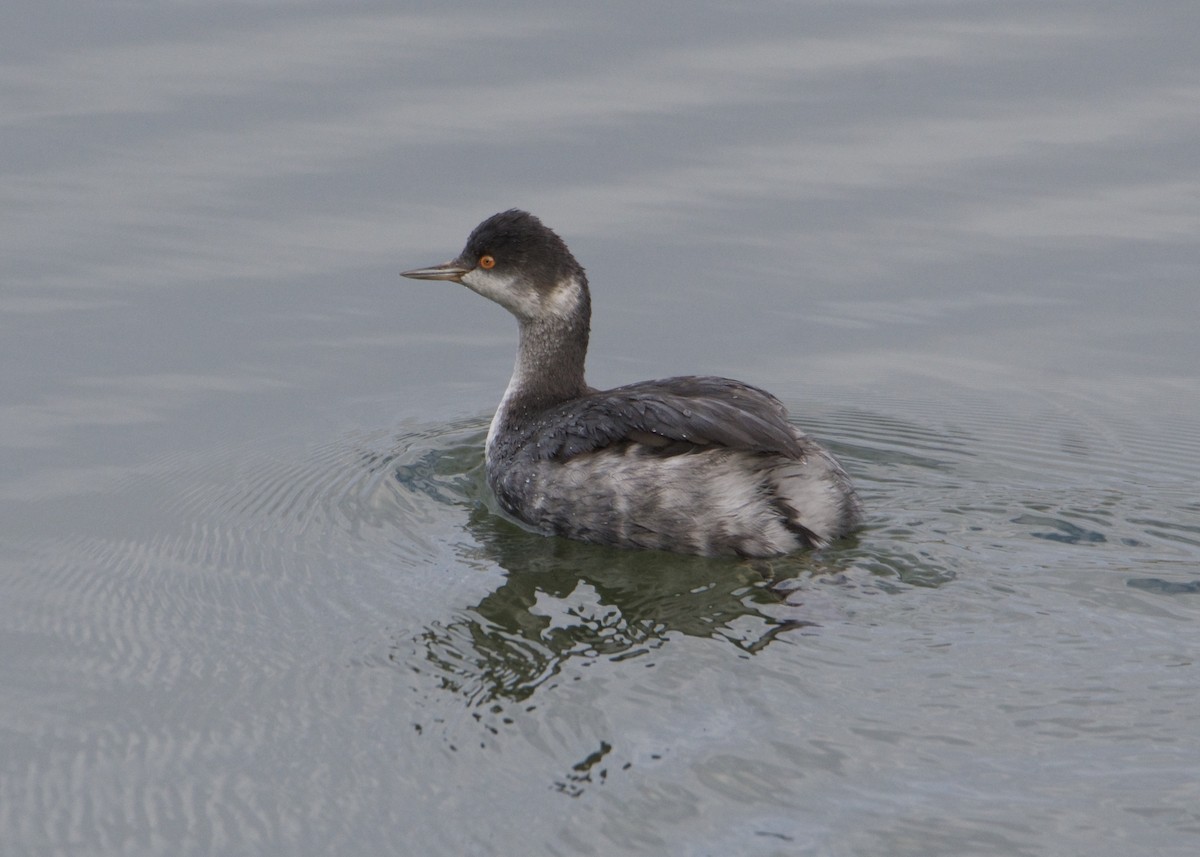 Eared Grebe - ML191280461