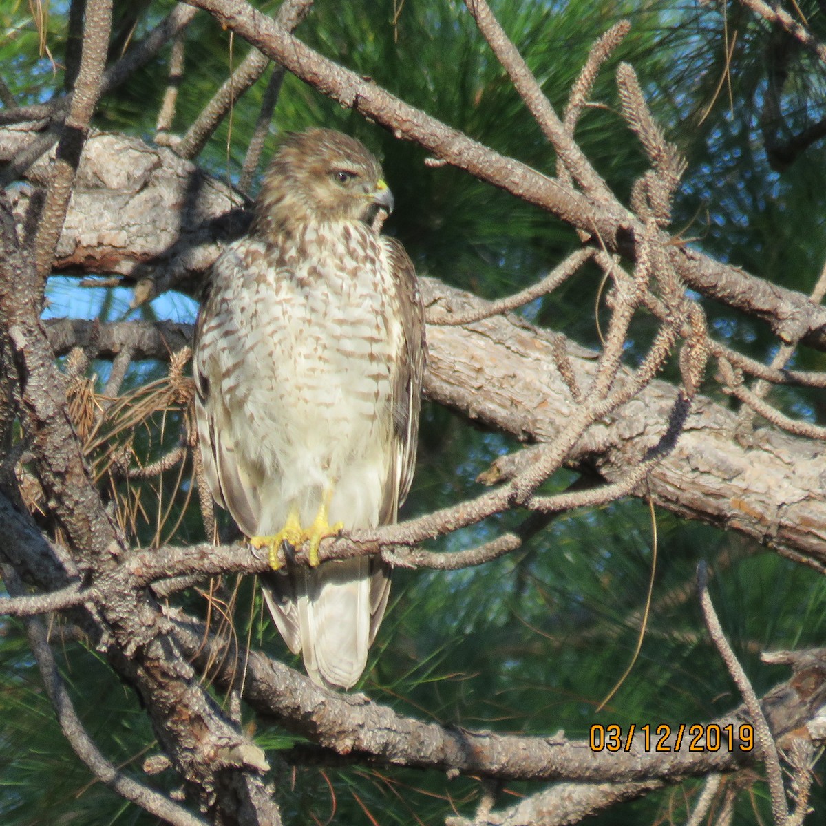 Red-shouldered Hawk - ML191280861