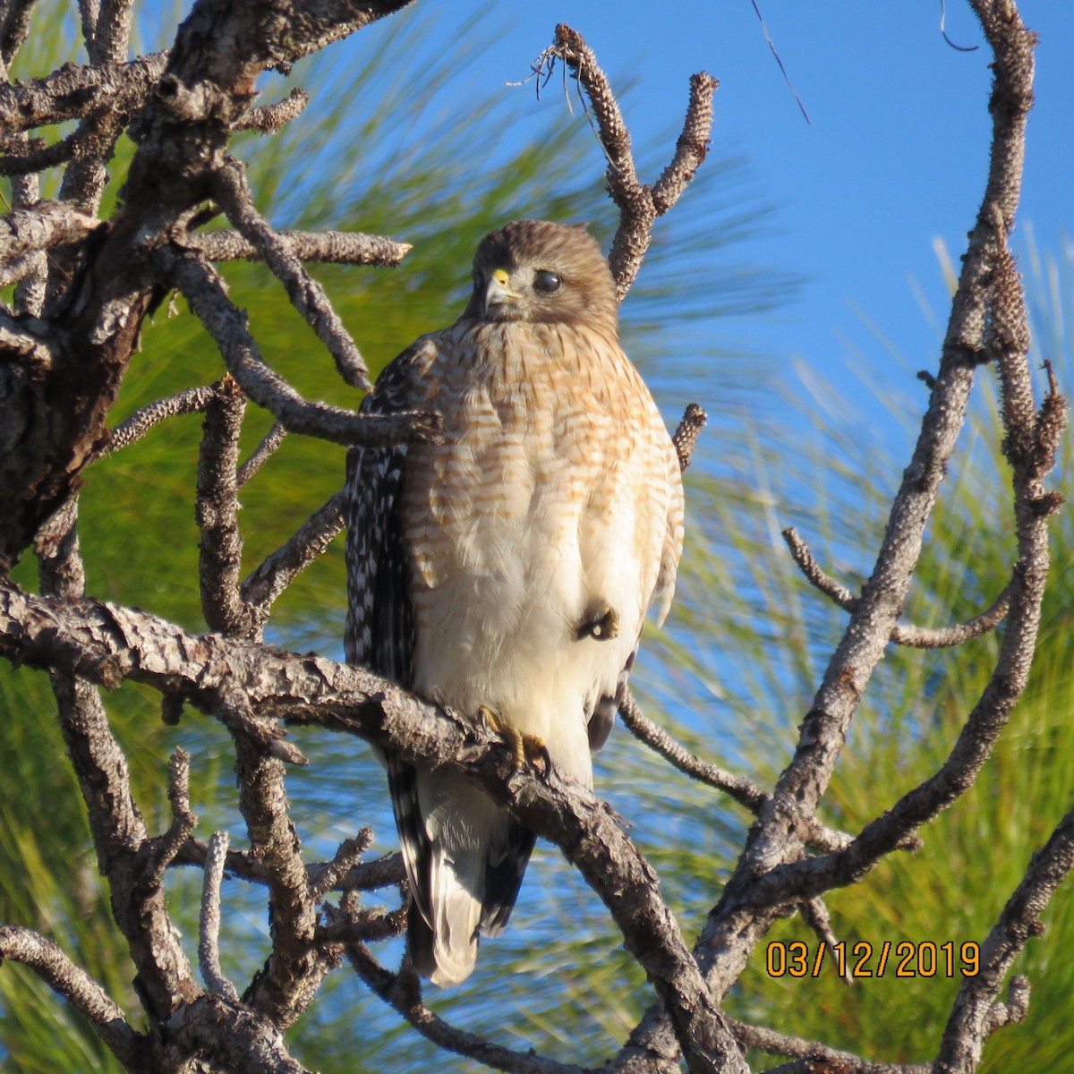 Red-shouldered Hawk - ML191280911