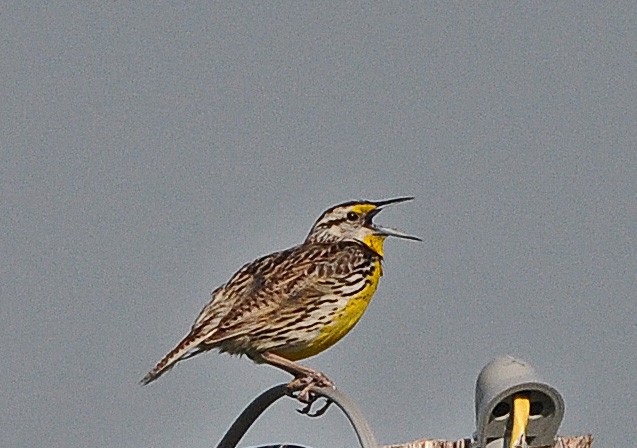 Eastern Meadowlark - Scott Stoner