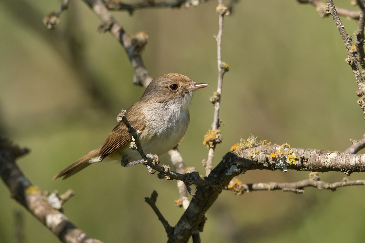 Fulvous-crowned Scrub-Tyrant - Pablo Re