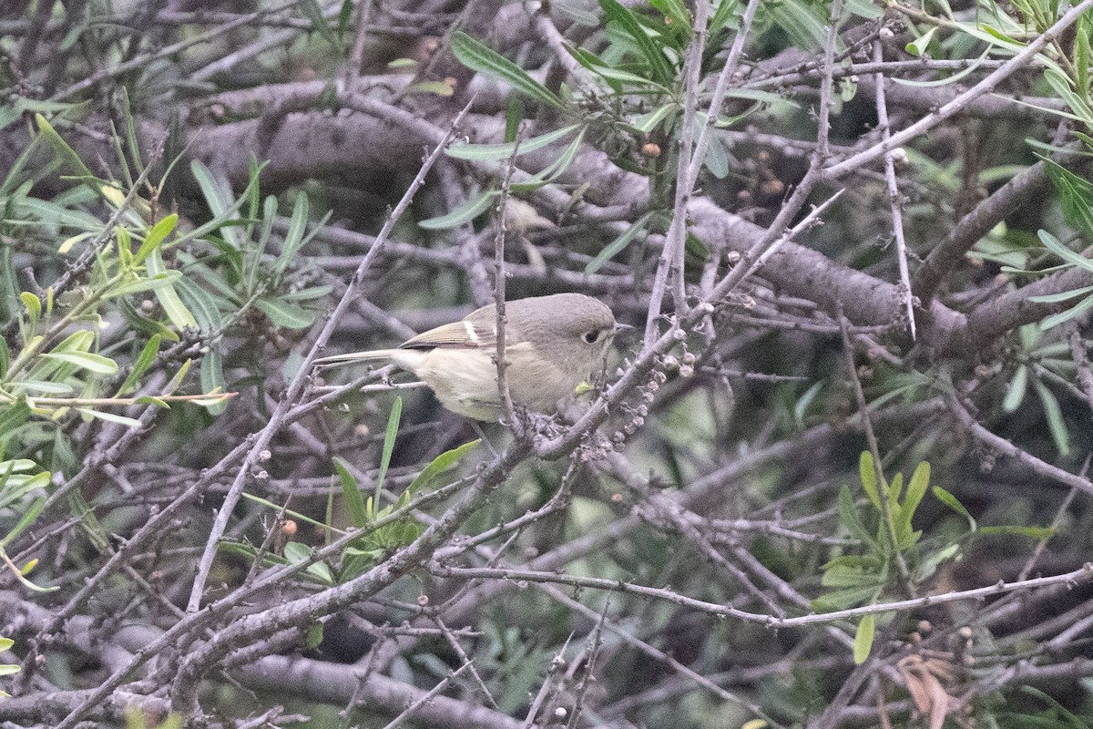 Hutton's Vireo - Andrew Newmark