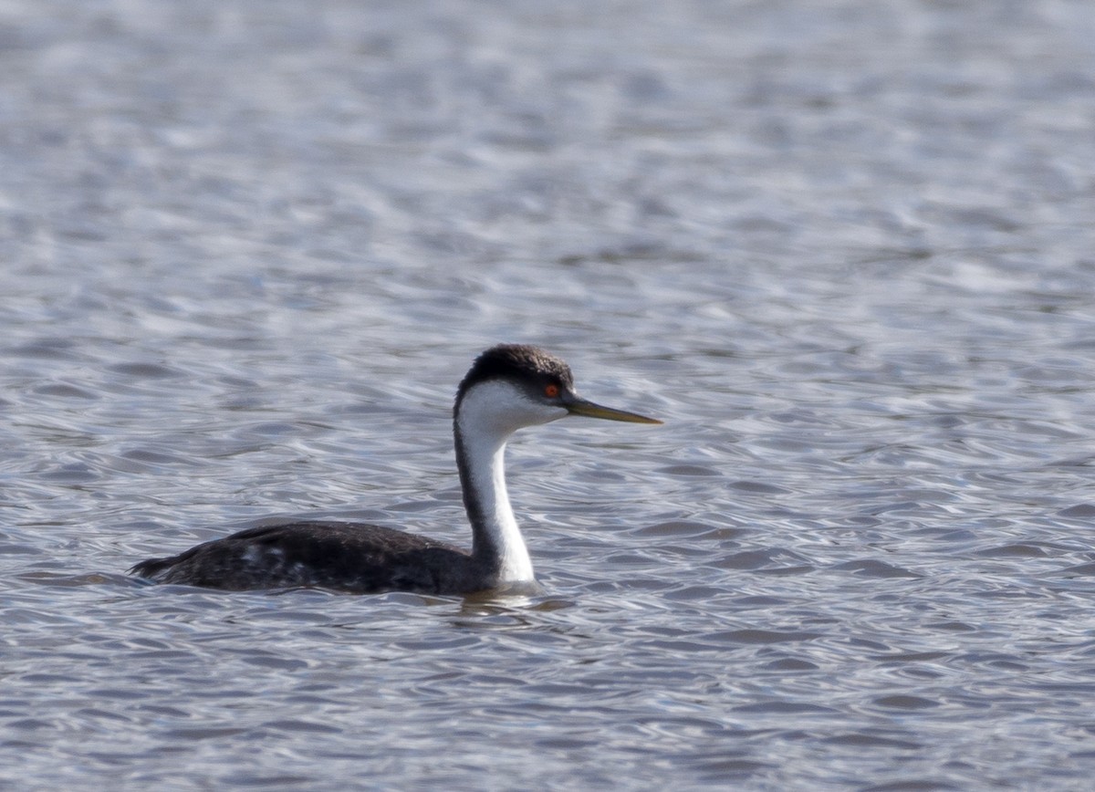 Western Grebe - ML191286961