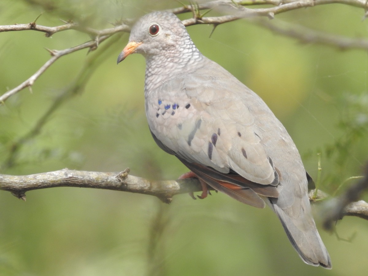 Common Ground Dove - ML191289721
