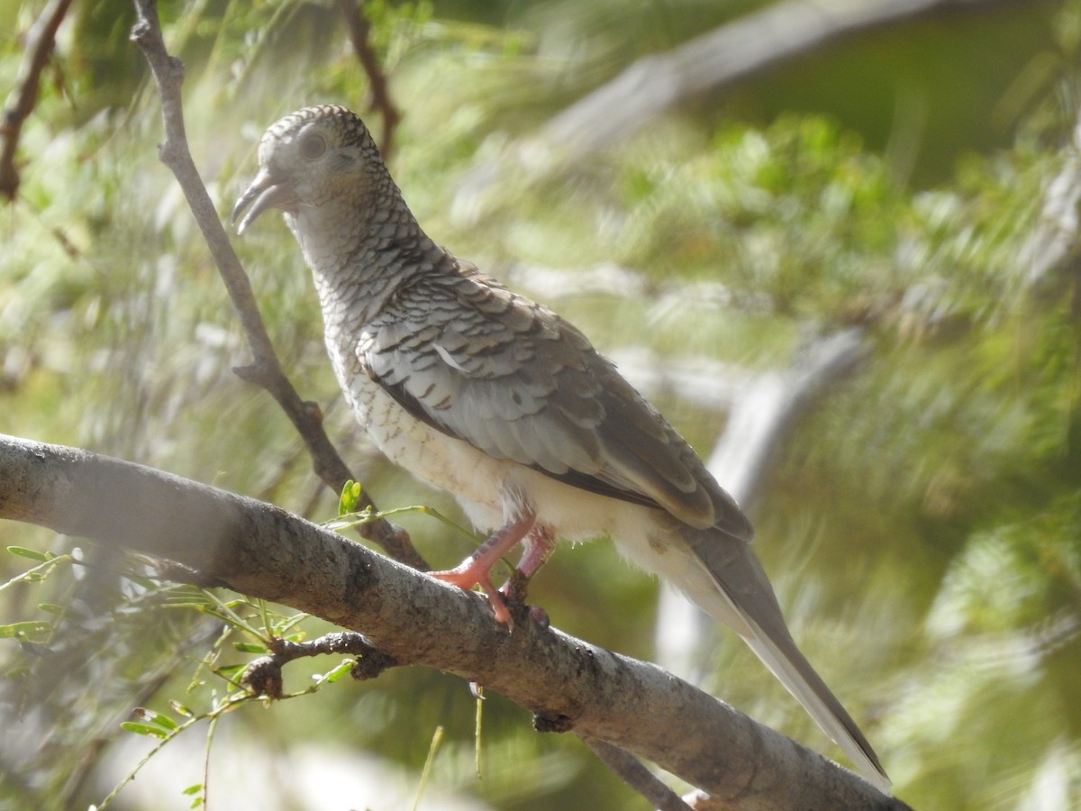 Scaled Dove - ML191290411