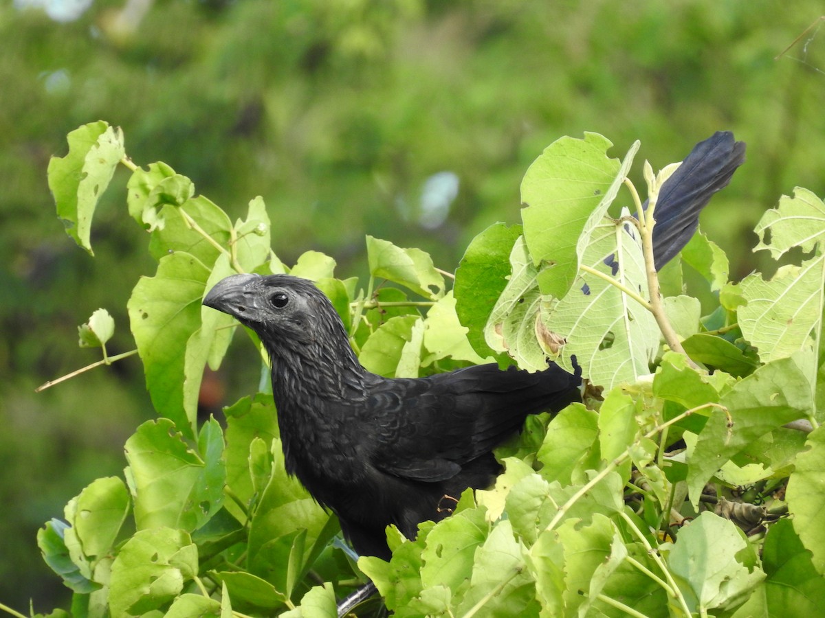 Smooth-billed Ani - ML191290781