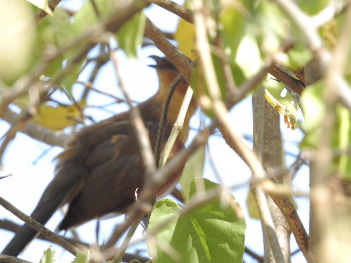Dwarf Cuckoo - ML191290901