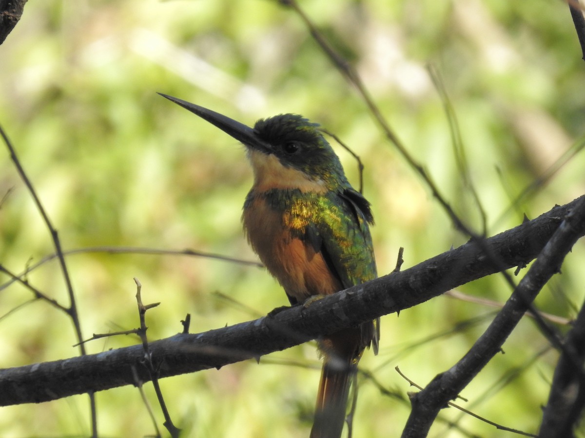 Rufous-tailed Jacamar - ML191292521