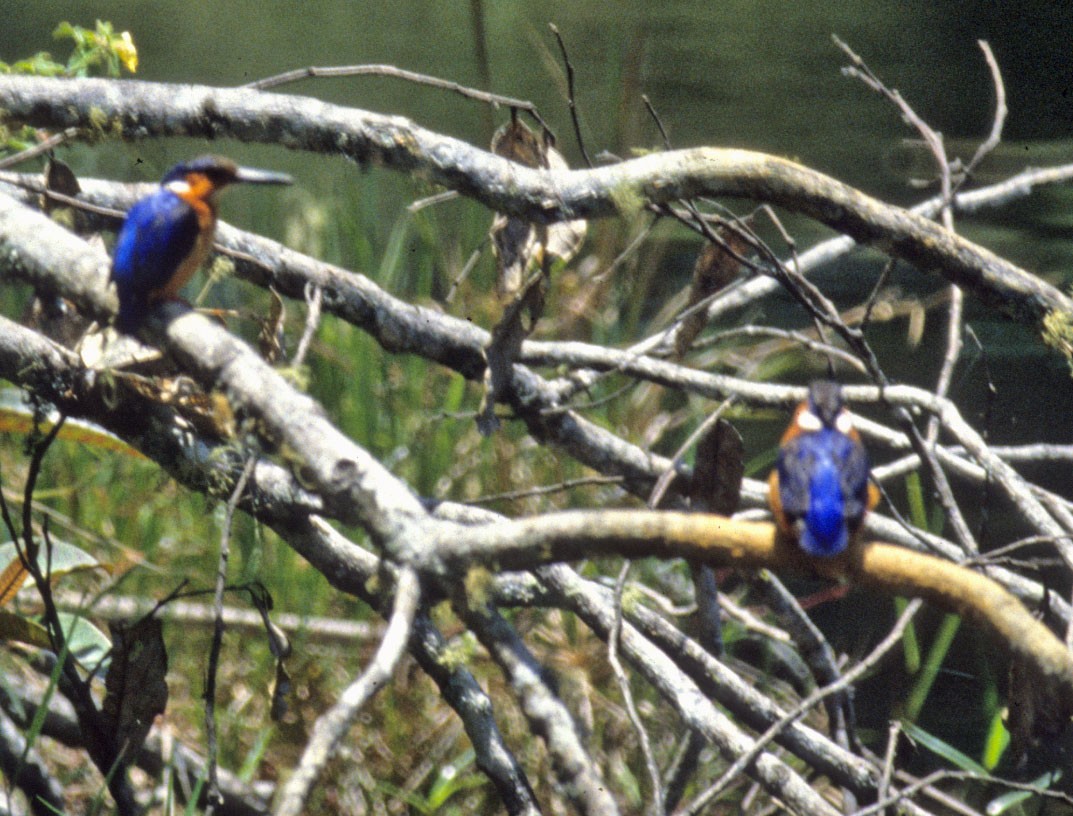 Malagasy Kingfisher - ML191292651