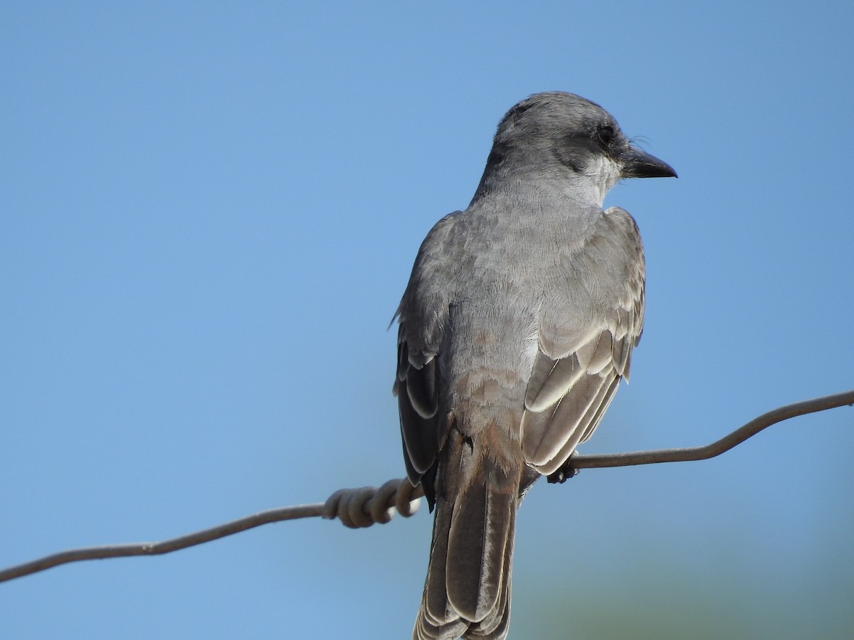 Gray Kingbird - ML191292671