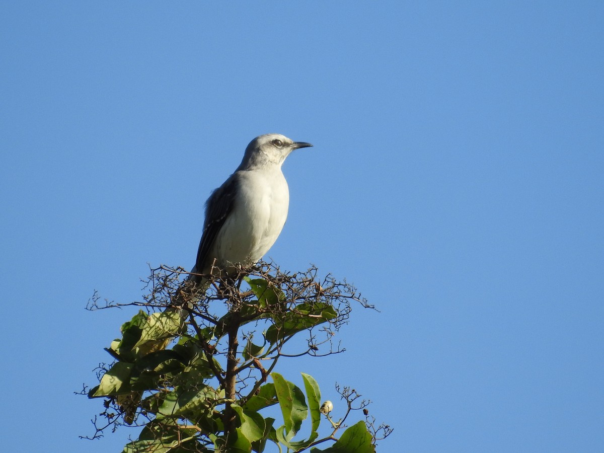 Tropical Mockingbird - ML191292781