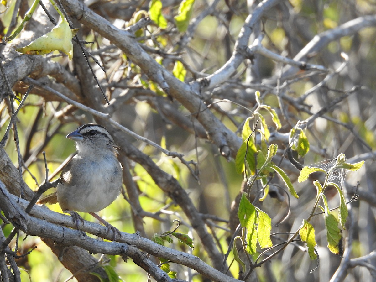 Tocuyo Sparrow - ML191292941