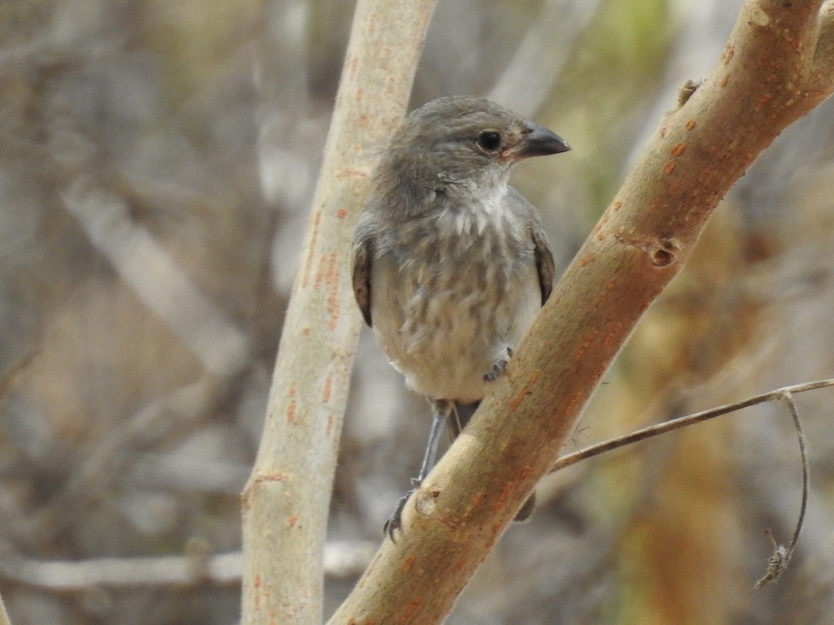 Pileated Finch - ML191293021