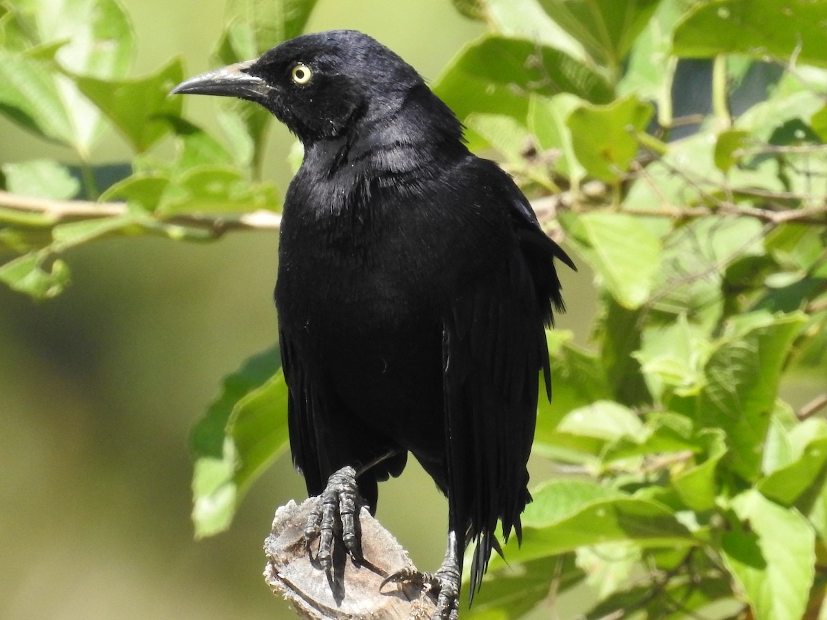 Great-tailed Grackle - ML191293171