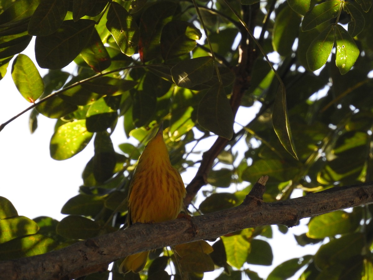 Yellow Warbler - ML191293351
