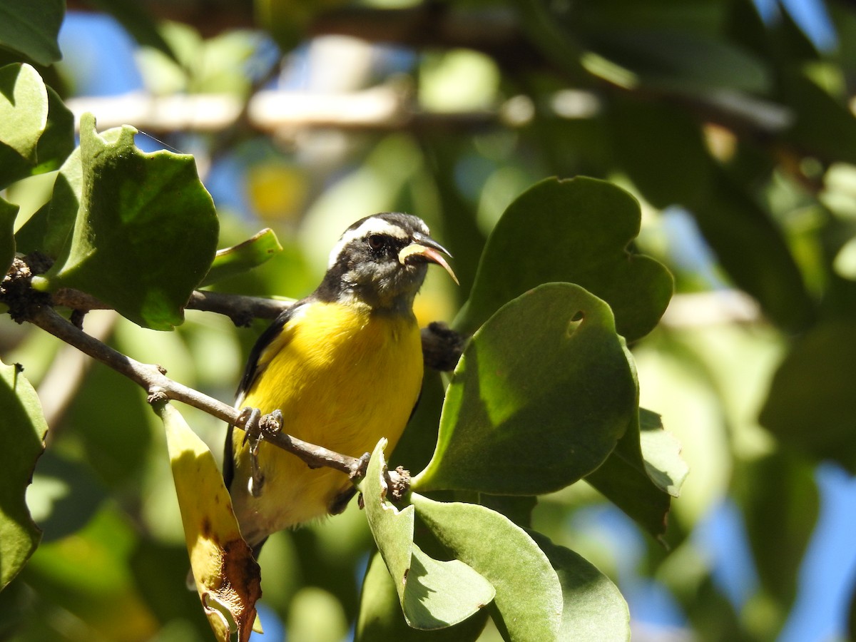 Bananaquit - ML191293421