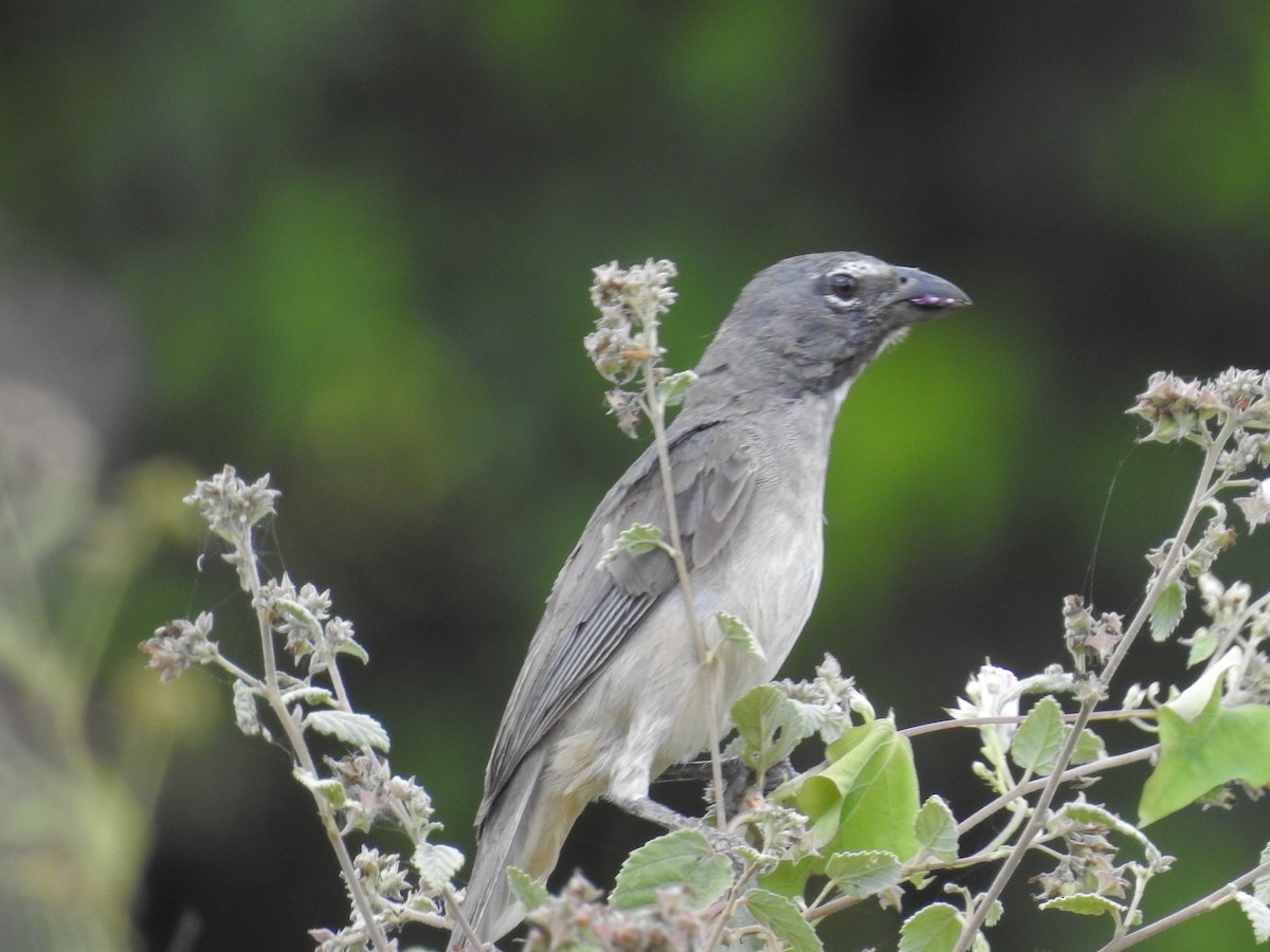 Olive-gray Saltator - ML191293781