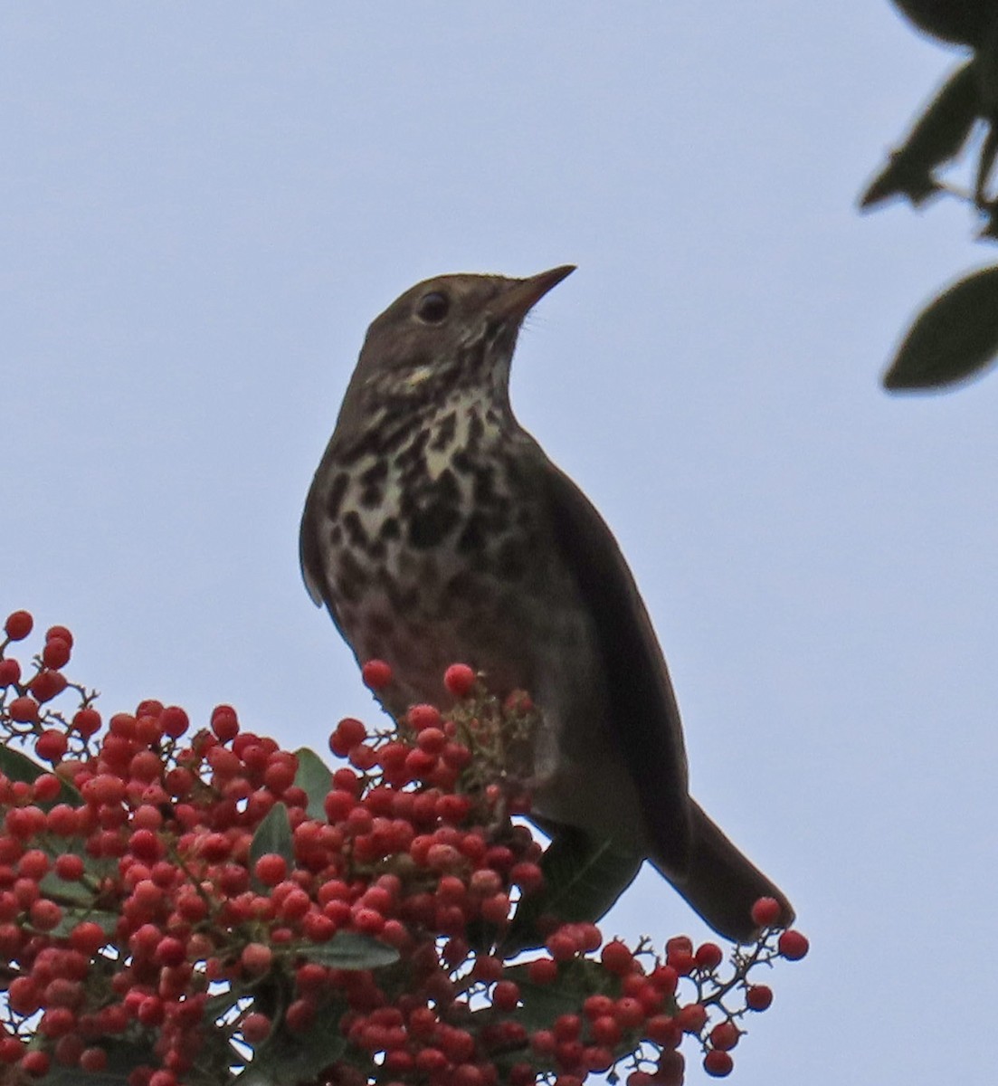 Hermit Thrush - ML191296971