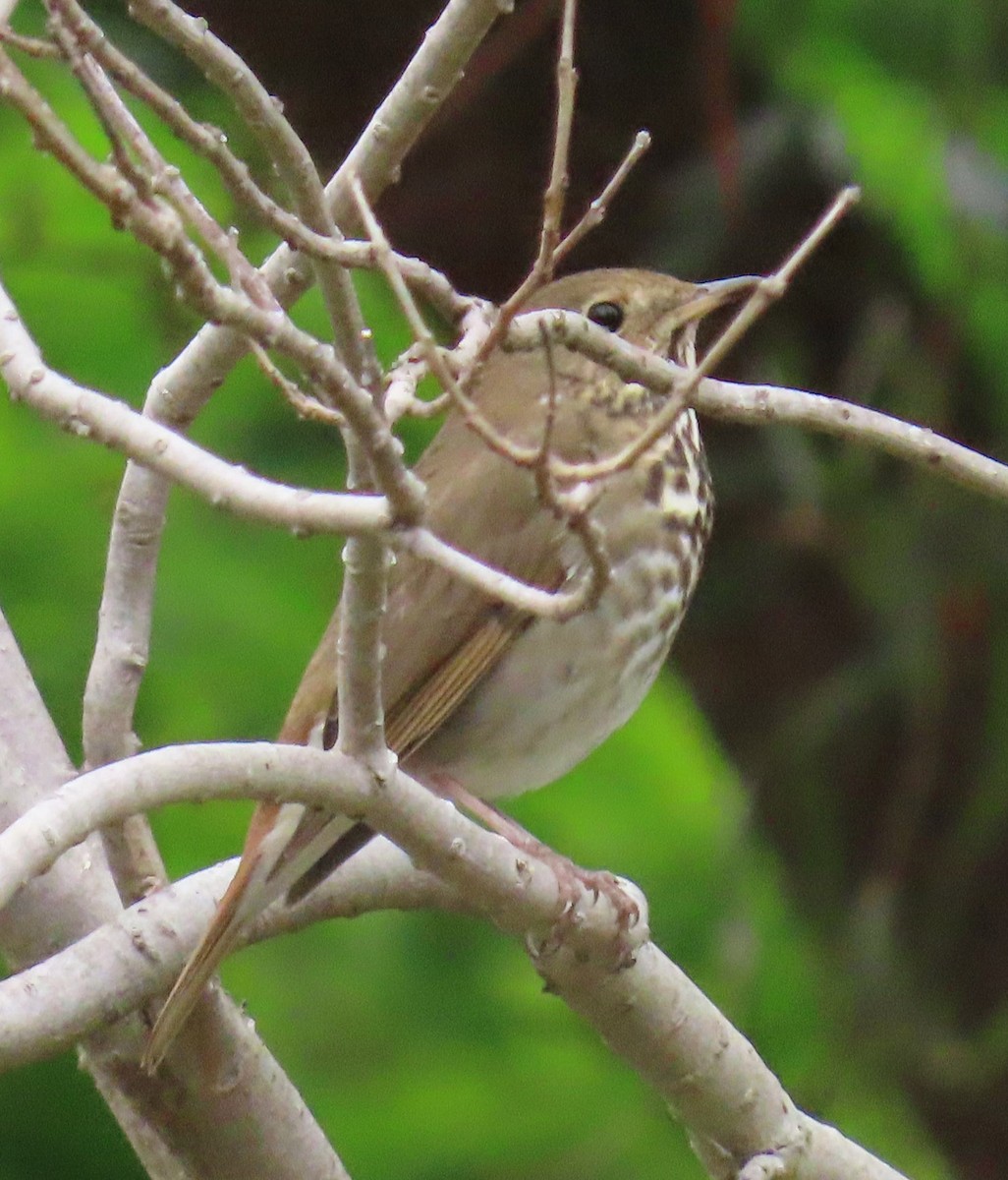 Hermit Thrush - ML191297001