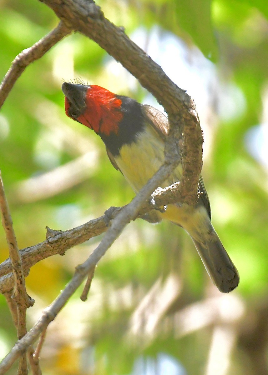 Black-collared Barbet - ML191299441