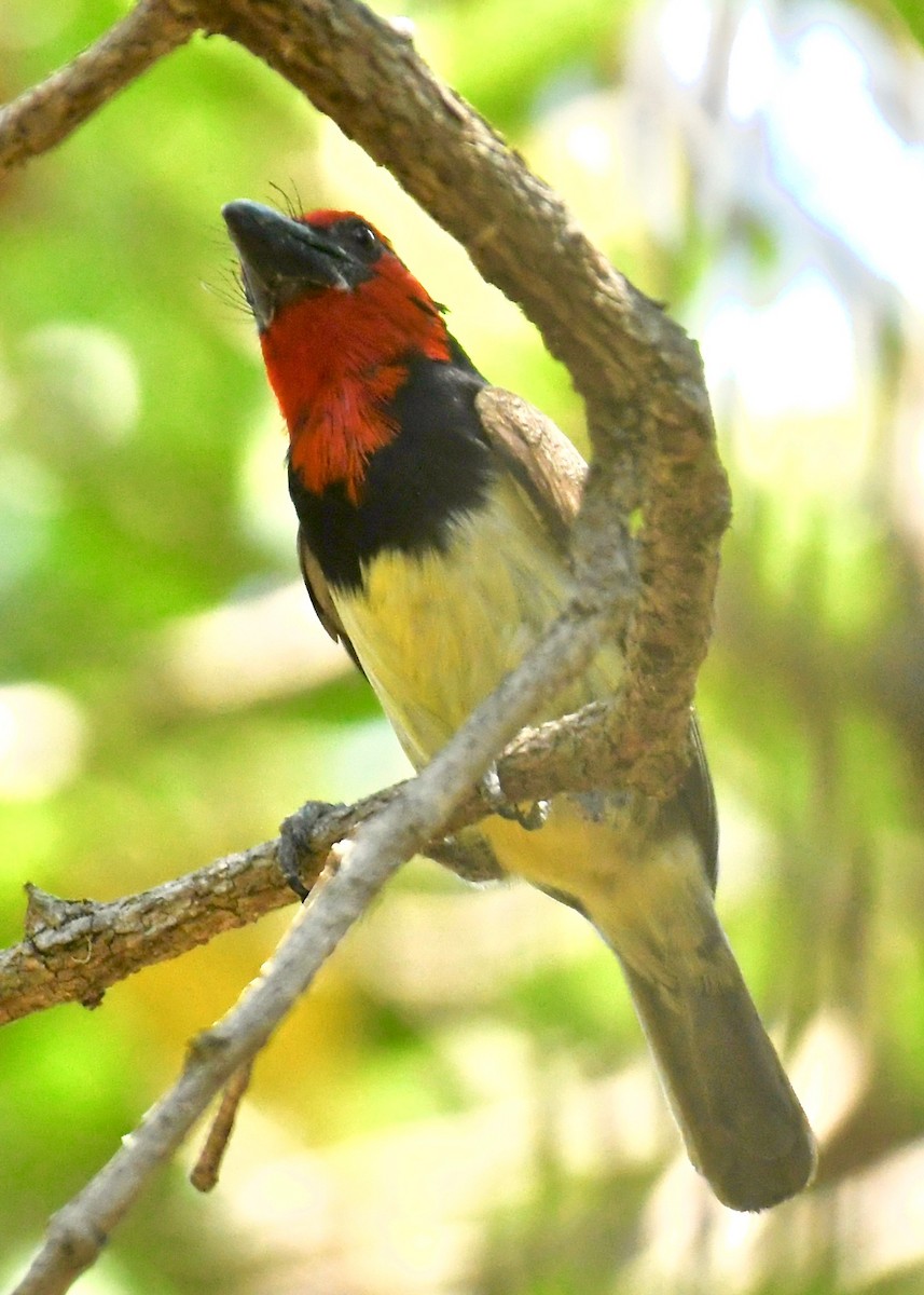 Black-collared Barbet - ML191299481