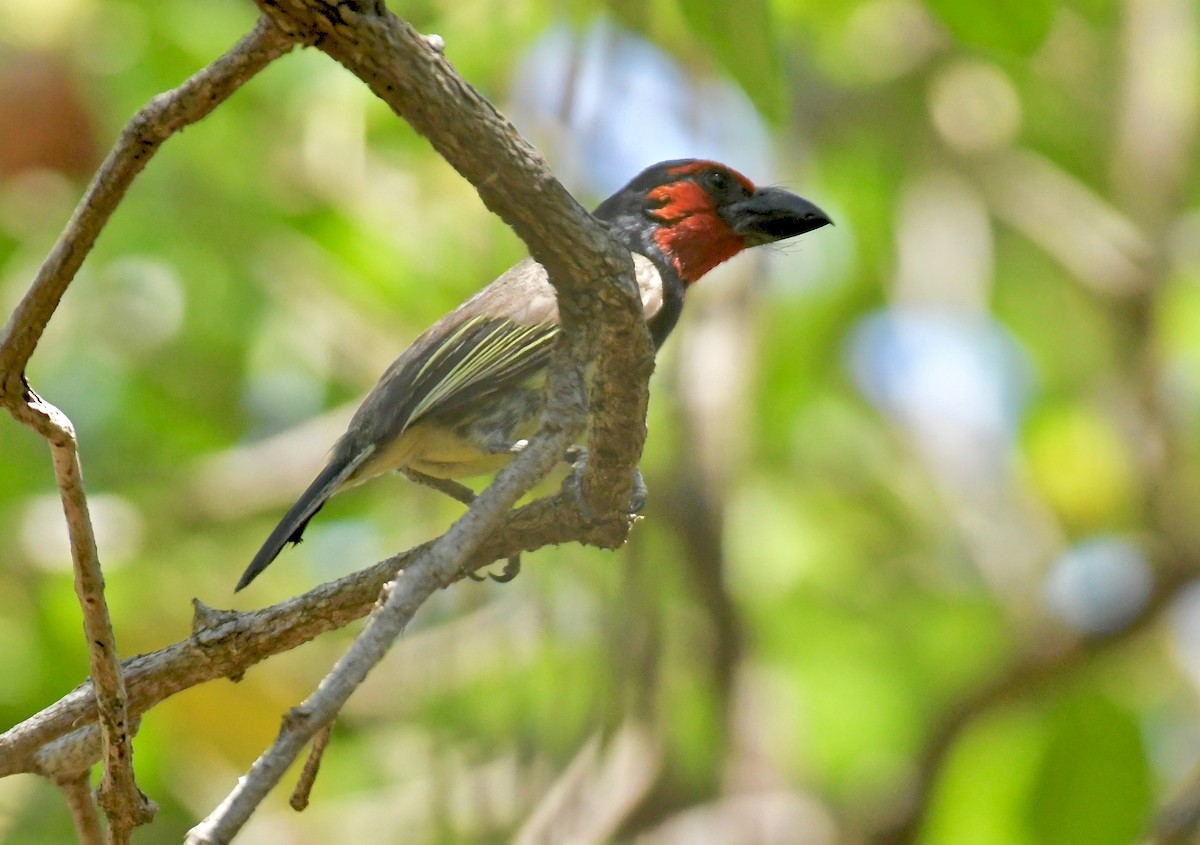 Kara Kolyeli Barbet - ML191299561