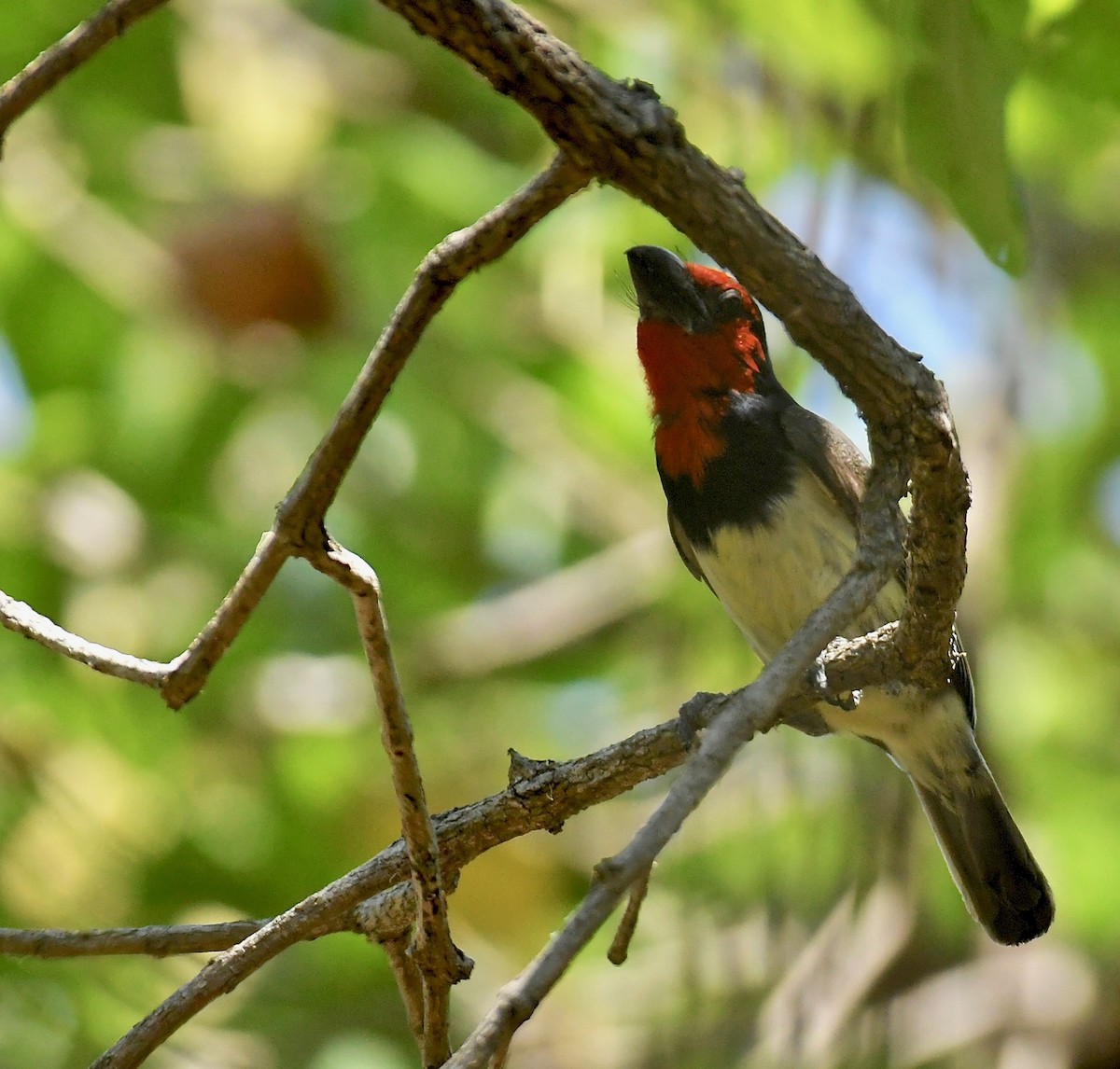 Black-collared Barbet - ML191299641