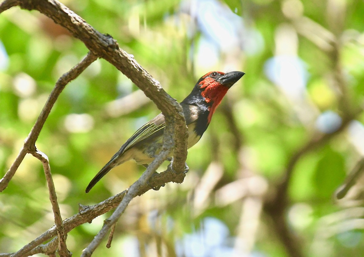 Black-collared Barbet - Theresa Bucher