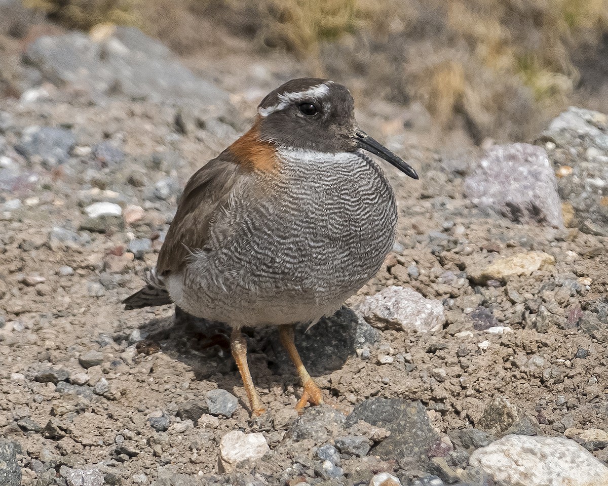 Diademed Sandpiper-Plover - Ron Ridout