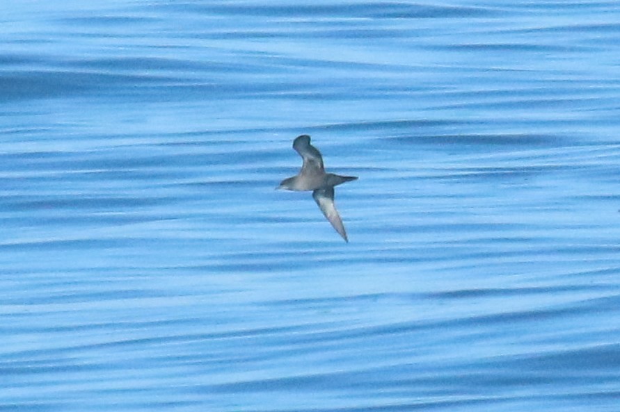 Short-tailed Shearwater - ML191301161