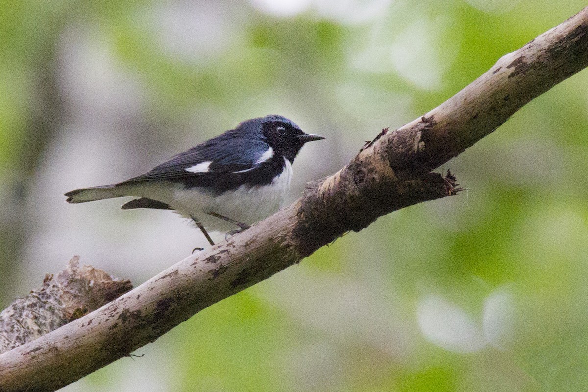 Black-throated Blue Warbler - ML191301181