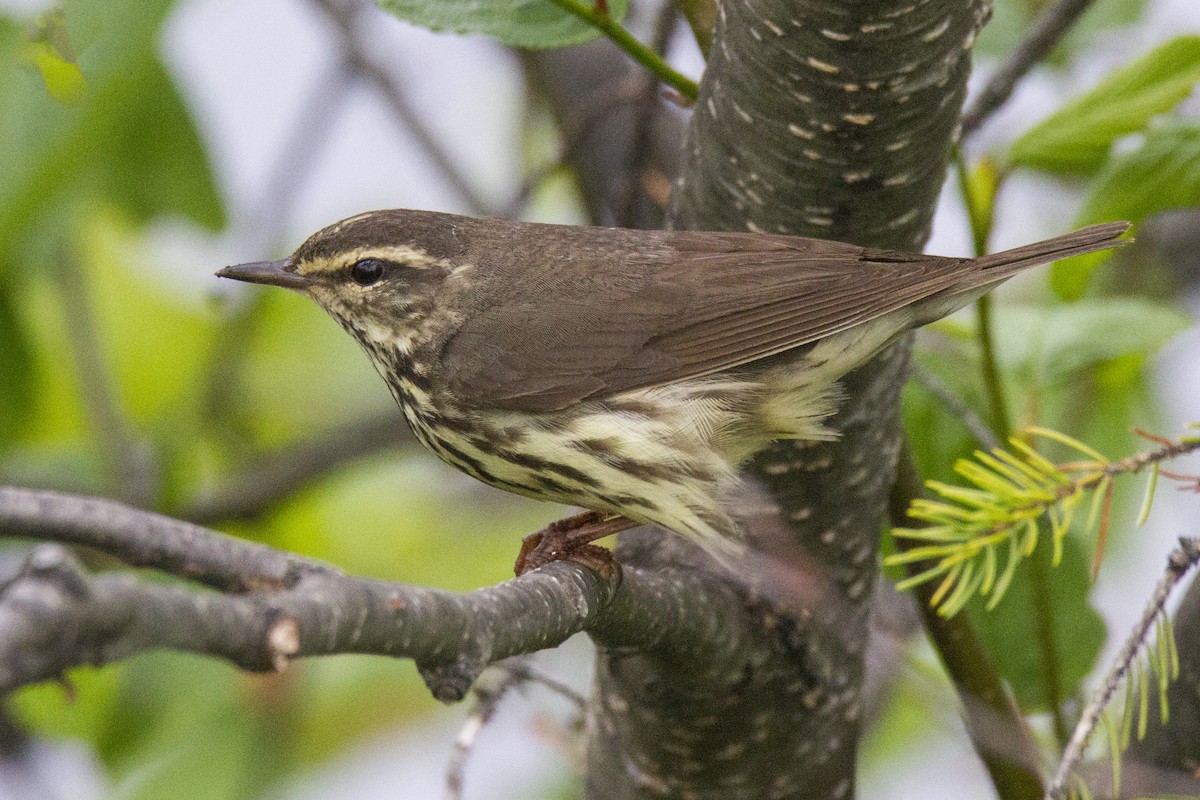 Northern Waterthrush - ML191301271